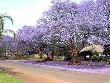 Jacaranda Flowers1.jpg